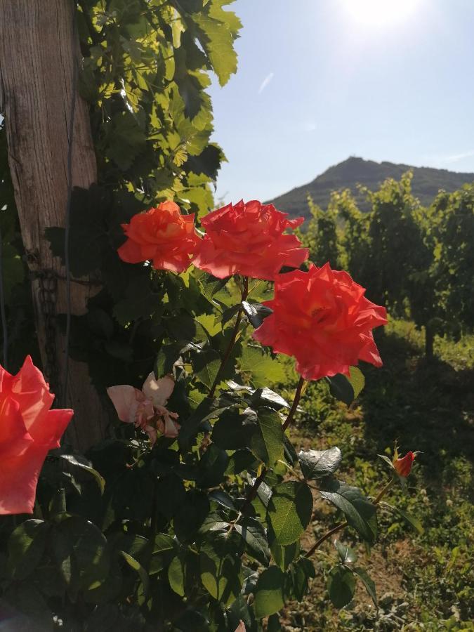 Posestvo Rouna - Winery And Apartments Vipava Esterno foto